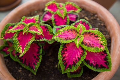 High angle view of potted plant