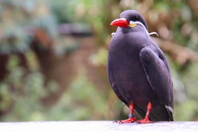 Close-up of bird perching on railing