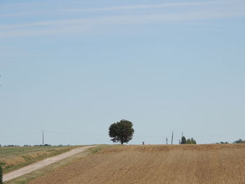 Trees on field against sky