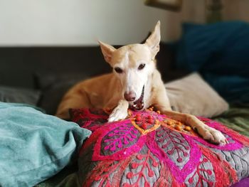 Portrait of dog sitting on sofa at home