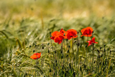 Close-up of red poppy flowers on field