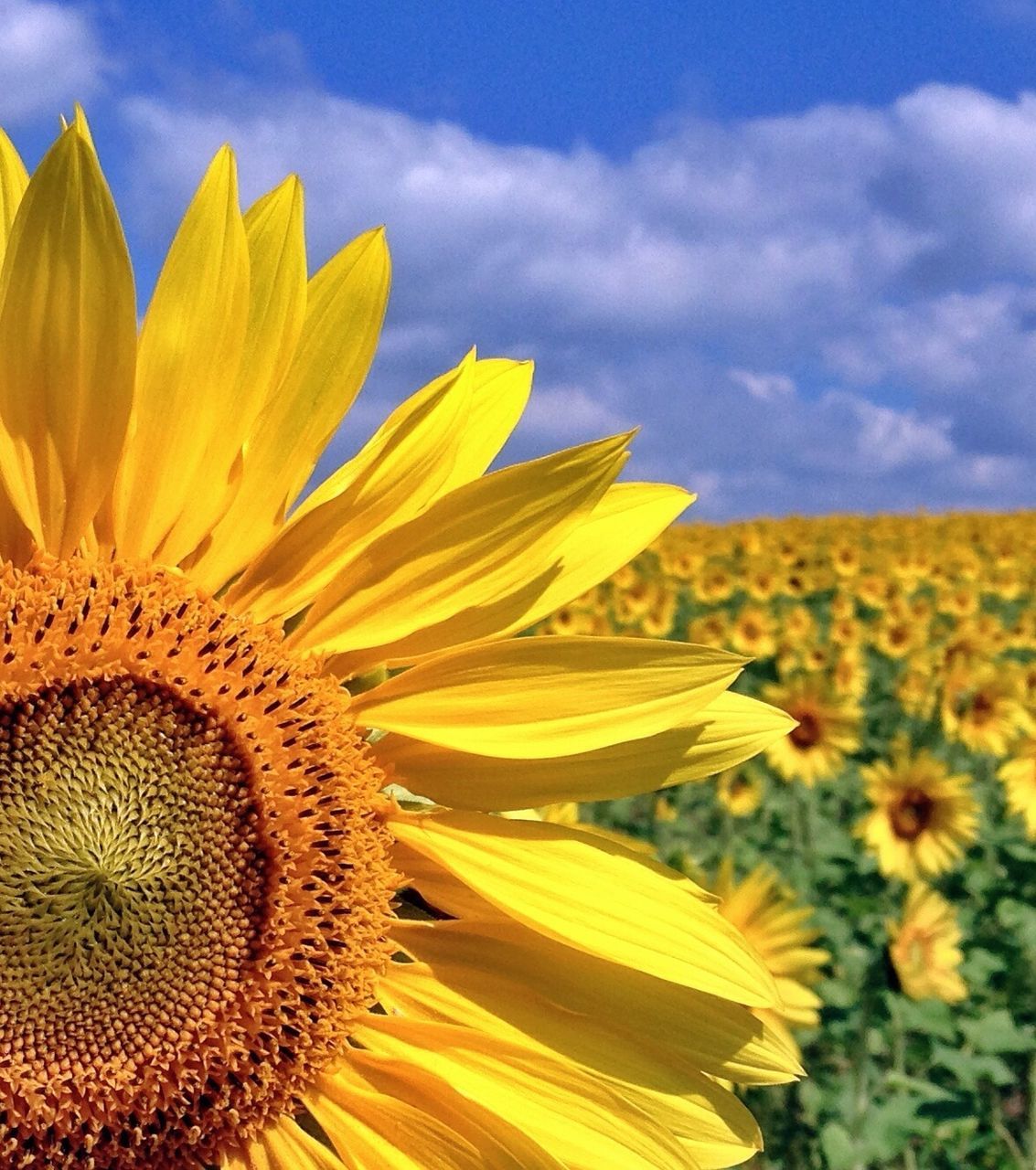 flower, yellow, freshness, sunflower, flower head, fragility, petal, growth, beauty in nature, nature, blooming, sky, field, pollen, plant, close-up, focus on foreground, rural scene, in bloom, outdoors