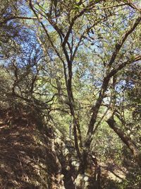 Low angle view of tree against sky