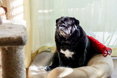 Portrait of dog relaxing at home