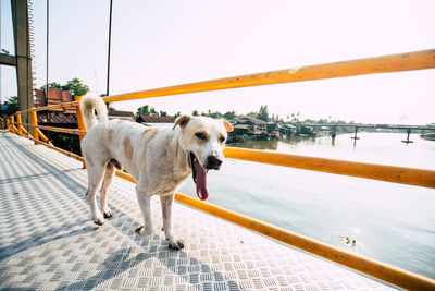 Portrait of dog walking on bridge