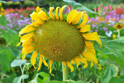 Close-up of sunflower blooming outdoors