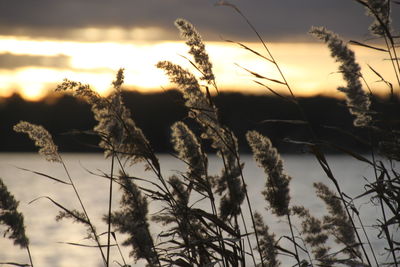 Close-up of wheat plants against sky during sunset