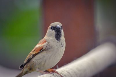 Close-up of bird perching outdoors