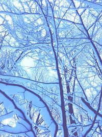 Low angle view of bare trees