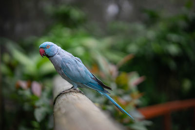 Close-up of bird perching on branch