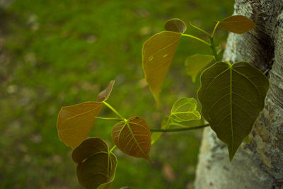 Close-up of leaves on plant