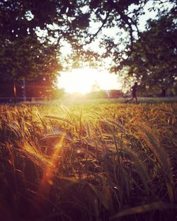 Sun shining through trees on field