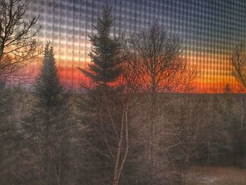 Trees against sky during sunset