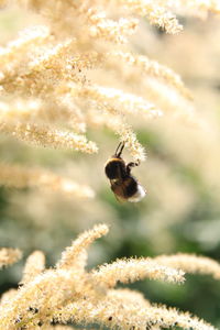 Close-up of bee on flower