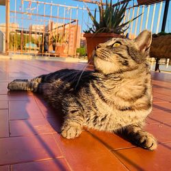 Close-up of a cat resting on tiled floor