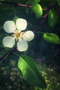 Close-up of white flowers