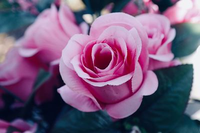 Close-up of pink rose