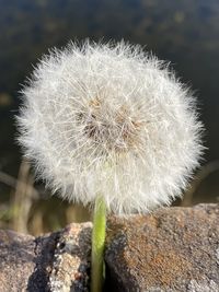 Close-up of dandelion