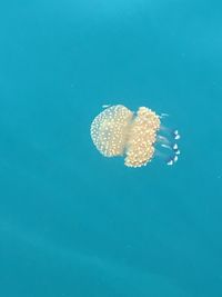 Jellyfish against blue background