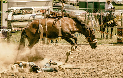 View of horses running