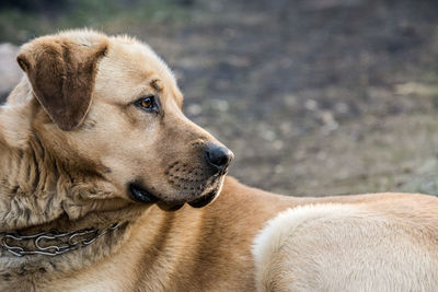 Close-up of dog