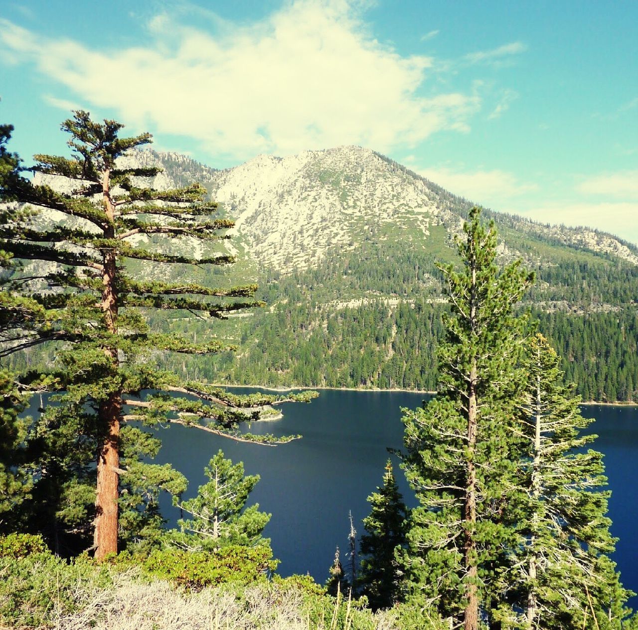 SCENIC VIEW OF TREE BY LAKE AGAINST SKY