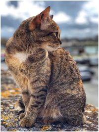 Close-up of a cat looking away