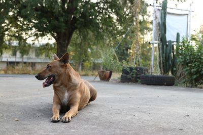 View of a dog sitting on footpath