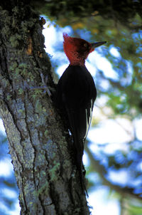 Low angle view of bird perching on tree trunk