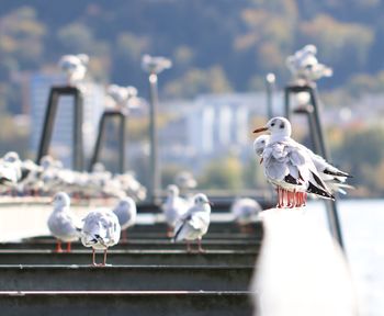 Close-up of seagull perching outdoors