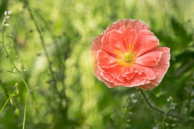 Close-up of red poppy flower