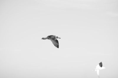 Seagull flying against clear sky