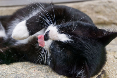 Close-up of a cat