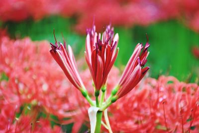 Close-up of red flowering plant