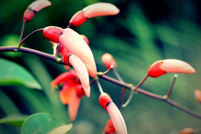 Close-up of red flowers against blurred background