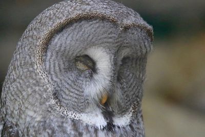 Close-up of great gray owl with eyes closed