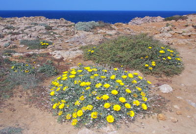 High angle view of yellow flowering plant on land