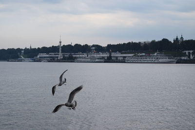 Swans on river against sky