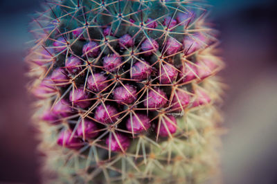 Close-up of flowers against blurred background
