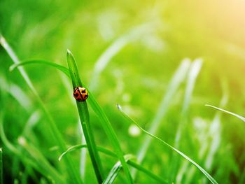 Close-up of ladybug on leaf