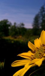 Close-up of yellow flower against sky