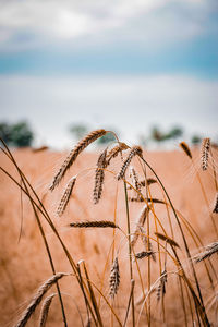 Close-up of wheat plants against sky
