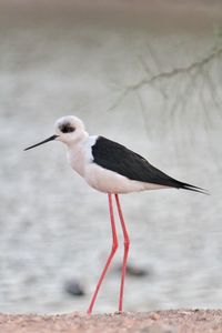 Close-up of bird perching on the beach