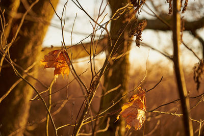 autumn