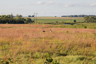 Two deer in a grassy field.