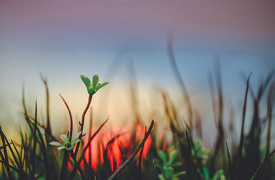 Close-up of plants against blurred background