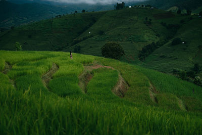 Scenic view of agricultural field