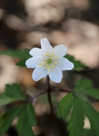 Close-up of white flowering plant