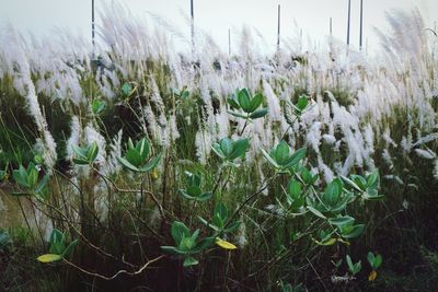 Close-up of fresh plants on field against sky