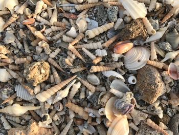 High angle view of shells on ground